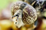 Matte Faulschlammschwebfliege Eristalinus sepulchralis