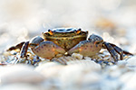 Gemeine Strandkrabbe Carcinus maenas