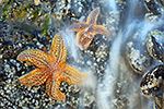 Seestern Asterias rubens (2015-02-10)