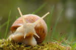 Weinbergschnecke Helix pomatia