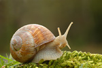 Weinbergschnecke Helix pomatia