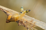 Bernsteinschnecke mit Parasit Succinea putris