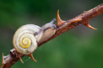 Weißmündige Bänderschnecke Cepaea hortensis