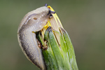 Wald-Wegschnecke Arion silvaticus