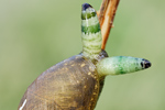 Bernsteinschnecke mit Parasit Succinea putris