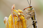 Skorpionsfliege Panorpa communis