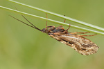 Köcherfliege Phryganea bipunctata