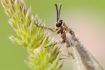 Gewöhnliche Ameisenjungfer Myrmeleon formicarius