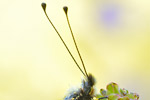 Libellen-Schmetterlingshaft Libelloides coccajus