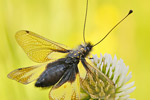 Libellen-Schmetterlingshaft Libelloides coccajus