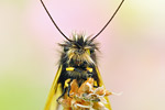 Libellen-Schmetterlingshaft Libelloides coccajus