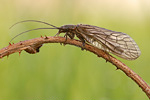 Schlammfliege Sialis lutaria