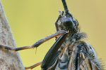 Köcherfliege Phryganea bipunctata