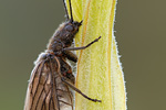Schlammfliege Sialis lutaria