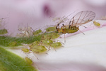 Grüne Blattlaus Aphidina species