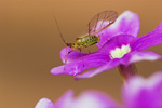 Grüne Blattlaus Aphidina species