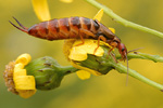 Gemeiner Ohrwurm Forficula auricularia