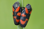 Blutzikade Cercopis vulnerata