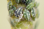 Blattlaus Aphidoidea species