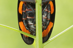 Blutzikade Cercopis vulnerata