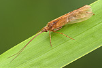 Köcherfliege Limnephilus rhombicus