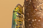 Grüne Zwergzikade Cicadella viridis