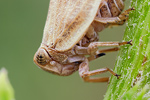 Käferezikade Hysteropterum spec
