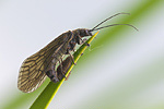 Schlammfliege Sialis lutaria