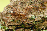 Zartspinne Anyphaena accentuata