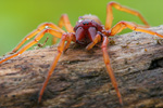 Sechsaugenspinne Dysdera crocota