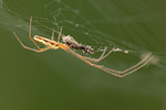 Streckerspinne Tetragnatha extensa