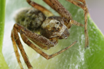 Goldgelber Flachstrecker Philodromus aureolus