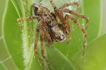 Goldgelber Flachstrecker Philodromus aureolus