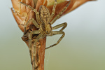 Laufspinne | Flachstrecker Philodromus spec