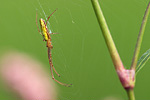 Streckerspinne Tetragnatha extensa