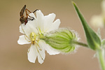 Kugelspinne Enoplognatha spec