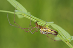 Wellenbindige Streckerspinne Tetragnatha montana