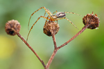 Herbstspinne Metellina segmentata