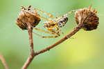 Herbstspinne Metellina segmentata