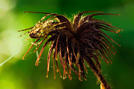 Herbstspinne Metellina segmentata