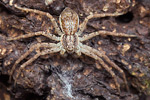 Weißrandiger Flachstrecker Philodromus dispar