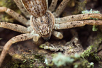 Weißrandiger Flachstrecker Philodromus dispar