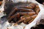 Fischernetzspinne Segestria senoculata