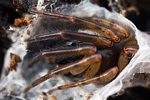 Fischernetzspinne Segestria senoculata