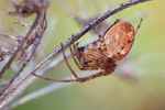 Herbstspinne Metellina segmentata