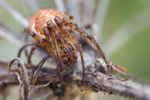 Herbstspinne Metellina segmentata