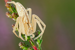 Laufspinne Tibellus maritimus