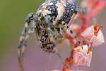 Herbstspinne Metellina segmentata