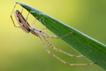 Streckerspinne Tetragnatha extensa