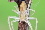 Laufspinne | Flachstrecker Philodromus spec